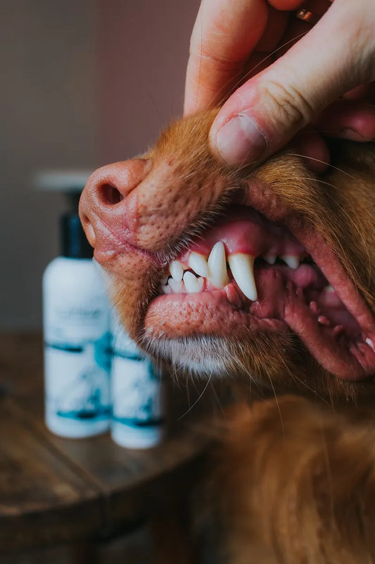Platinum OralClean+Care gelis dantims Forte